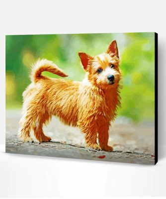 Norwich Terrier Paint By Number