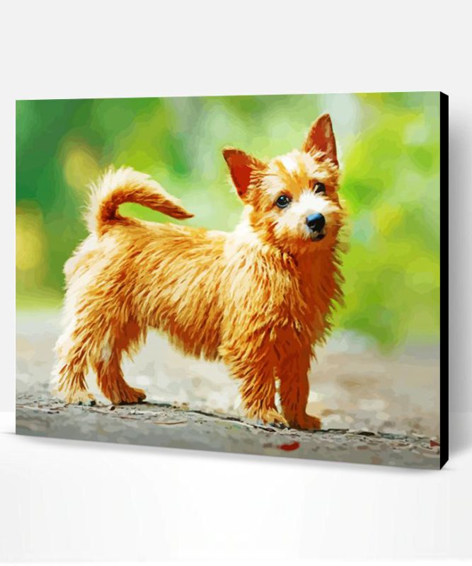 Norwich Terrier Paint By Number