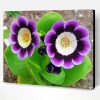 Purple Primula Auricula Flowers Paint By Number