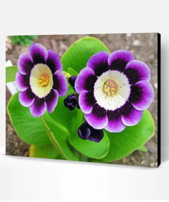 Purple Primula Auricula Flowers Paint By Number