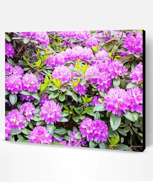 Purple Rhododendron Paint By Number