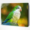 Quaker Parrot Bird Paint By Number