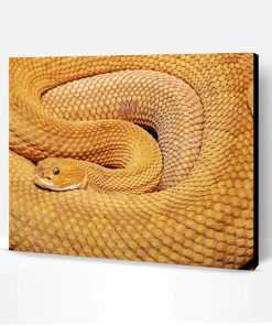 Rattlesnake Animal Paint By Number