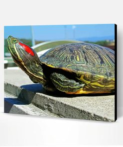 Red Eared Slider Paint By Number