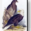 White Headed Eagle by Edward Lear Paint By Numbers