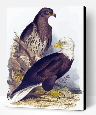 White Headed Eagle by Edward Lear Paint By Numbers