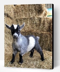 Adorable Pygmy Goat Paint By Numbers