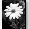 Aesthetic Black And White Flower Paint By Number