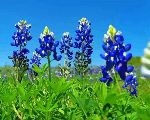 Aesthetic Blue Bonnet Paint By Number