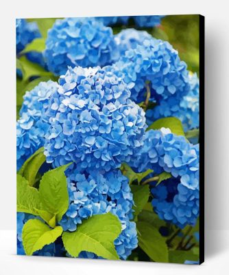 Aesthetic Blue Hydrangeas Paint By Numbers