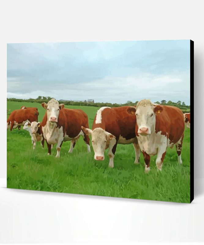 Aesthetic Hereford Cows Animals Paint By Numbers