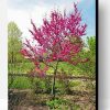 Aesthetic Redbuds Paint By Number