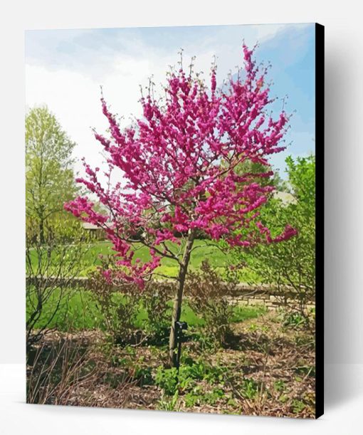 Aesthetic Redbuds Paint By Number