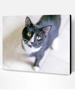 Aesthetic Tuxedo Cat Paint By Numbers