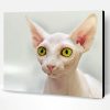 Beautiful Eyes Hairless Cat Paint By Number