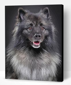 Black and Grey Keeshond Paint By Numbers