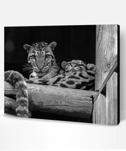 Black And White Baby Tigers Paint By Number