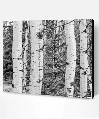 black And White Landscapes With Birch Trees Paint By Numbers