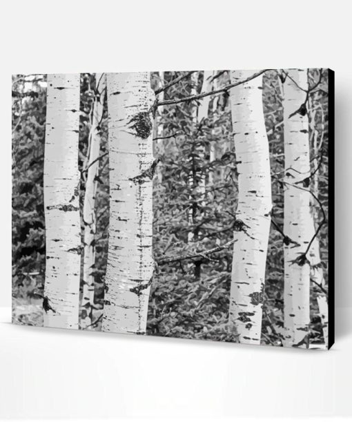 black And White Landscapes With Birch Trees Paint By Numbers