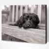 Black And White Yorkiepoo Paint By Number