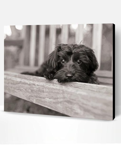 Black And White Yorkiepoo Paint By Number