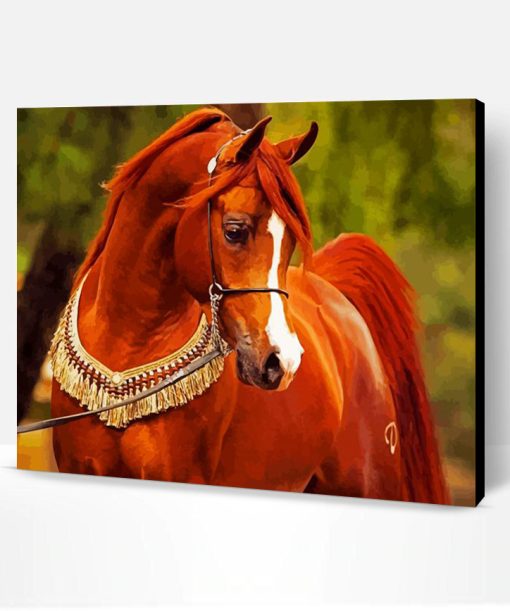 Brown Arabian Horse Paint By Number