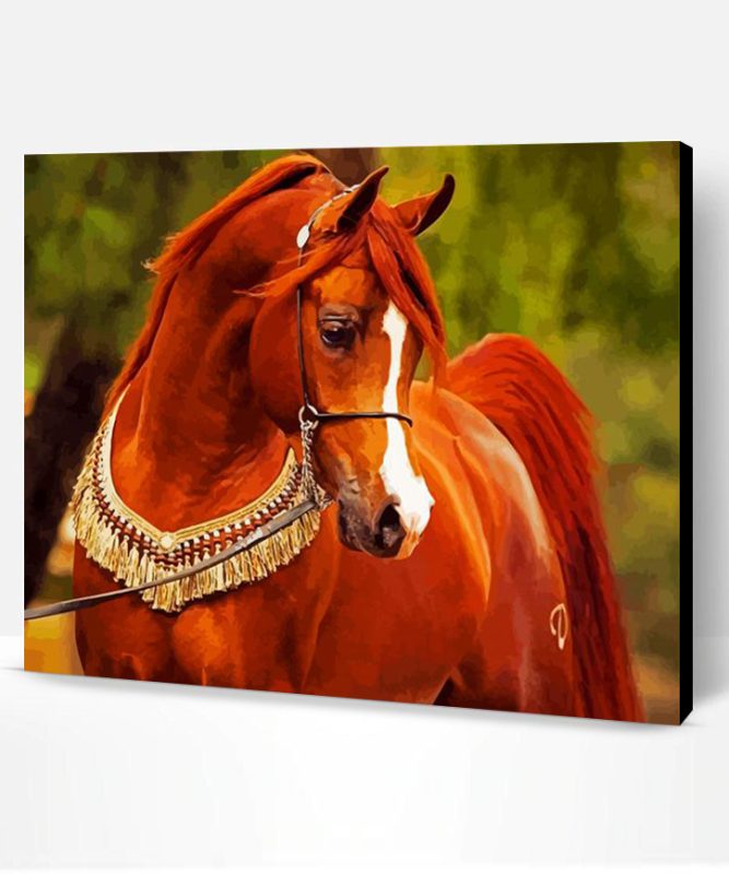 Brown Arabian Horse Paint By Number