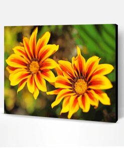 Close Up Gazania Flowers Paint By Number