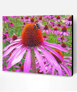 Echinacea Paint By Numbers