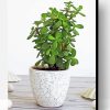 Green Jade Plant Paint By Number