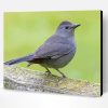 Grey Catbird Paint By Number