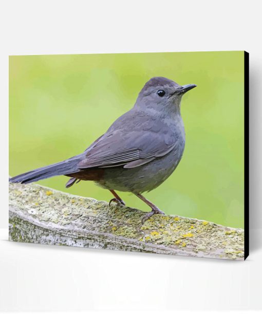 Grey Catbird Paint By Number