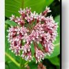 Milkweed Plant Paint By Number