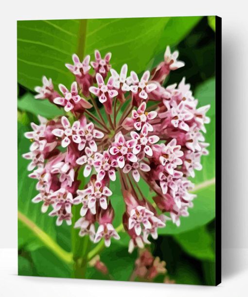 Milkweed Plant Paint By Number