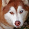 Red And White Husky Close Up Paint By Number