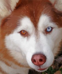 Red And White Husky Close Up Paint By Number