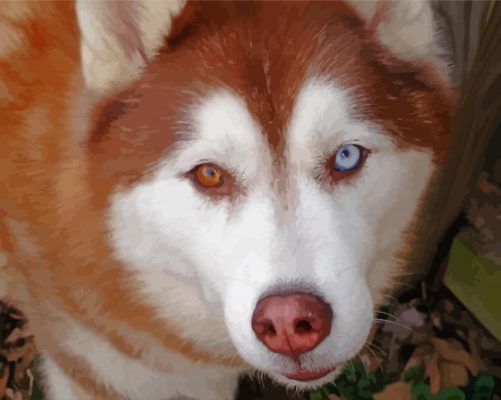 Red And White Husky Close Up Paint By Number