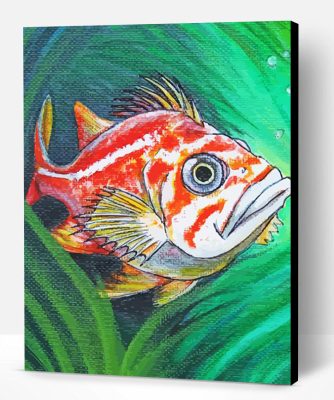 Rockfish Paint By Numbers