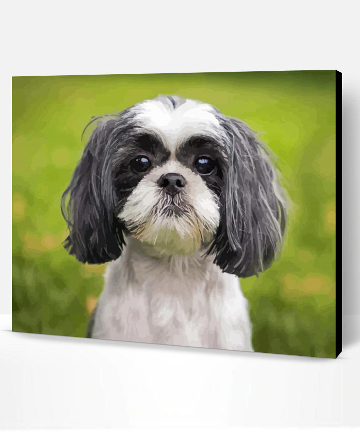 Shih Tzu Black And White Puppy Paint By Numbers - Paint By Numbers PRO