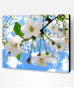 White Apple Blossom Paint By Number