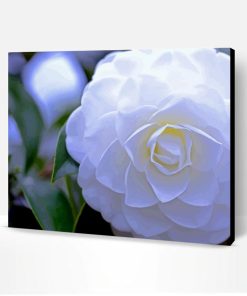 White Camellia Paint By Numbers