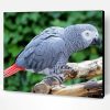 African Grey Parrot Paint By Number