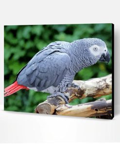 African Grey Parrot Paint By Number