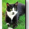 Bicolor Cat Paint By Numbers