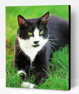 Bicolor Cat Paint By Numbers