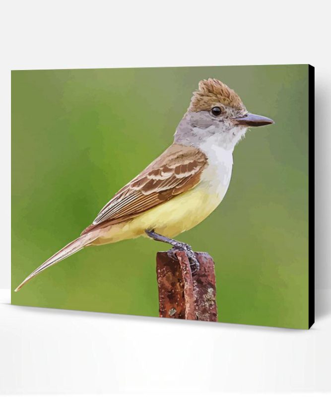 Brown Crested Flycatcher Paint By Number
