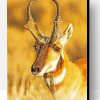 Close Up Pronghorn Paint By Numbers