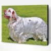 Clumber Spaniel Dog Paint By Number