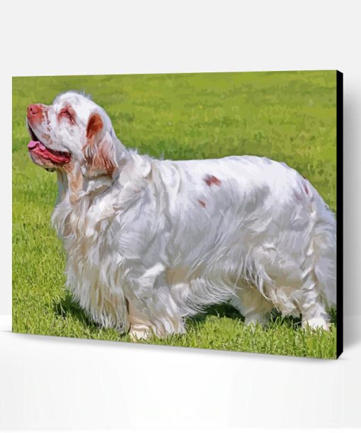 Clumber Spaniel Dog Paint By Number