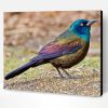Common Grackle Bird Paint By Number